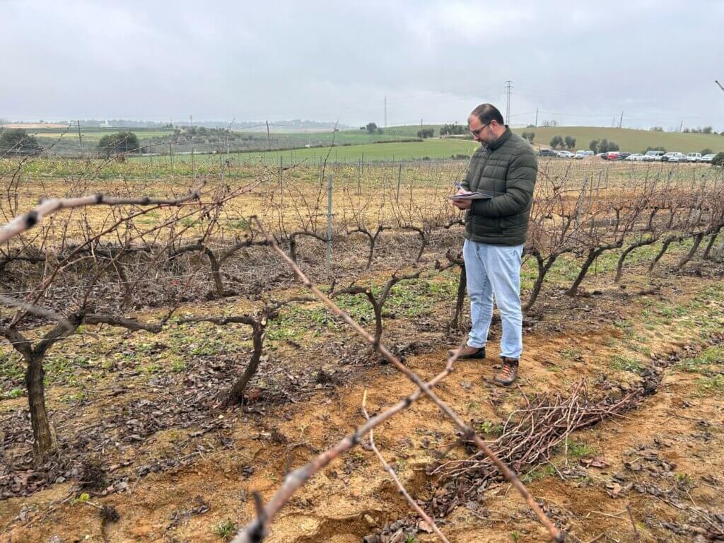 Nuestros viticultores Miguel Ángel Pichardo y José Antonio Martín, segundo y quinto clasificados del III Concurso de Poda de Viñedo ‘Condado de Huelva’ 