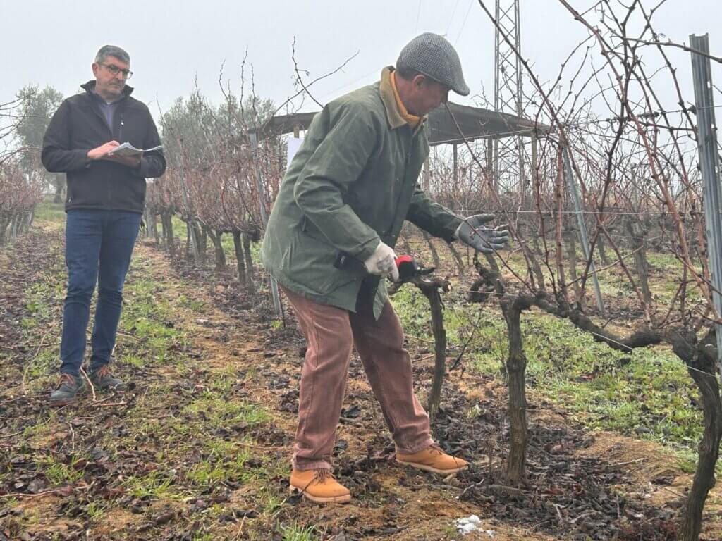 Nuestros viticultores Miguel Ángel Pichardo y José Antonio Martín, segundo y quinto clasificados del III Concurso de Poda de Viñedo ‘Condado de Huelva’ 