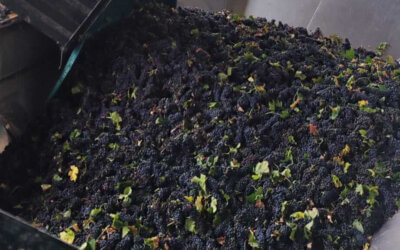 Bodegas del Socorro cierra la vendimia de uva tinta con 50.000 kg recolectados