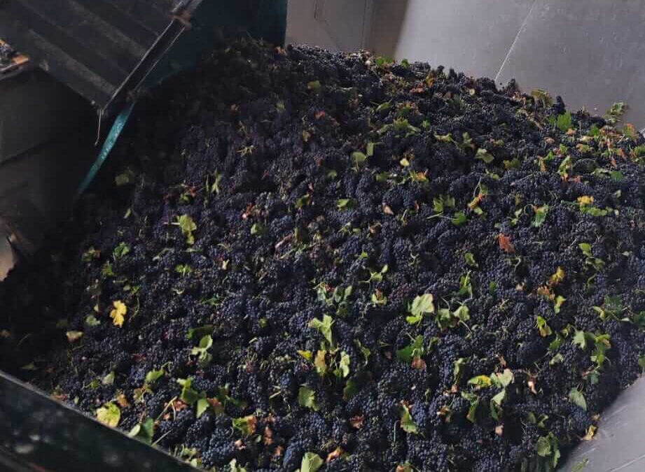 Bodegas del Socorro cierra la vendimia de uva tinta con 50.000 kg recolectados